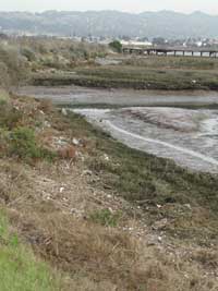 Trash along Bay Trail Shore