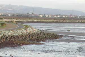 Tire in Mudflat w/ Jogger passing by