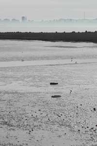 Picture of Tire in Mudflat w/ SF Skyline